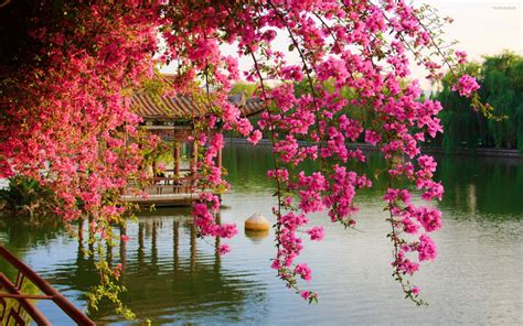 what types of trees are the pink flowers in china